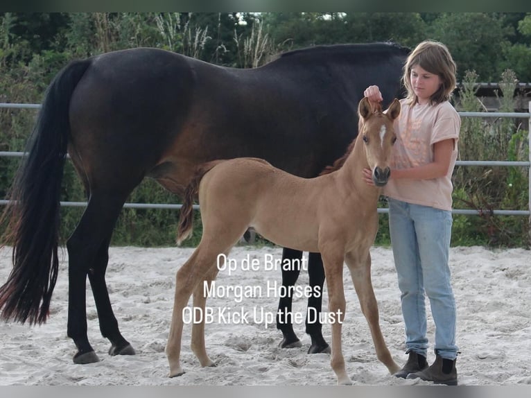 American Morgan Horse Hengst Fohlen (05/2025) 154 cm Grullo in Nuth