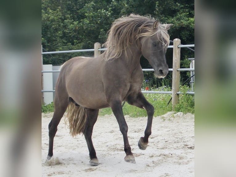 American Morgan Horse Hengst Fohlen (05/2025) 154 cm Grullo in Nuth