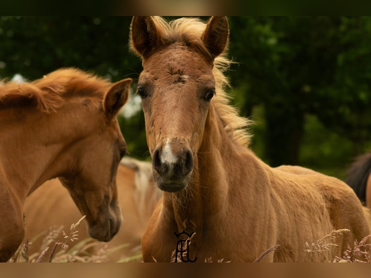 American Morgan Horse Mix Hengst Fohlen (04/2024) 155 cm in Pluvigner