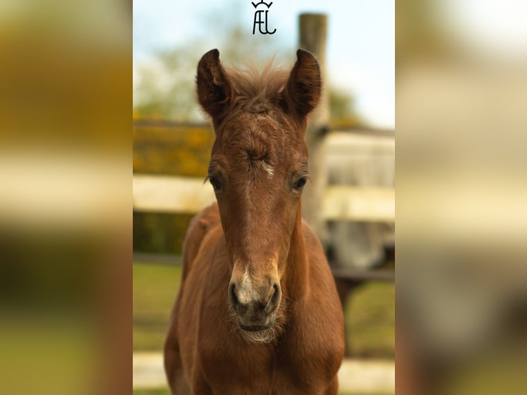 American Morgan Horse Mix Hengst Fohlen (04/2024) 155 cm in Pluvigner