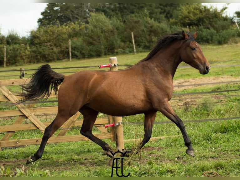 American Morgan Horse Mix Hengst Fohlen (04/2024) 155 cm in Pluvigner