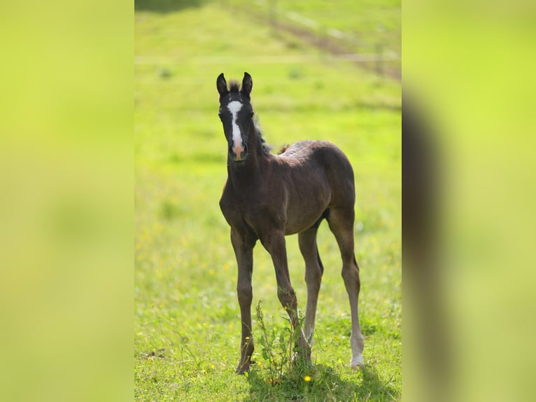 American Morgan Horse Hengst Fohlen (05/2026) 157 cm Rappe in Floh-Seligenthal