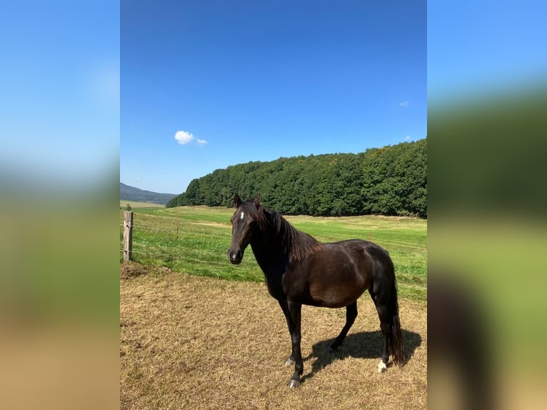 American Morgan Horse Klacz 10 lat 154 cm Ciemnogniada in Dermbach