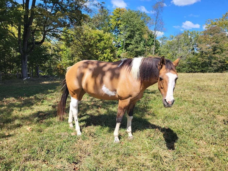 American Morgan Horse Klacz 10 lat 60 cm Jasnogniada in Austin