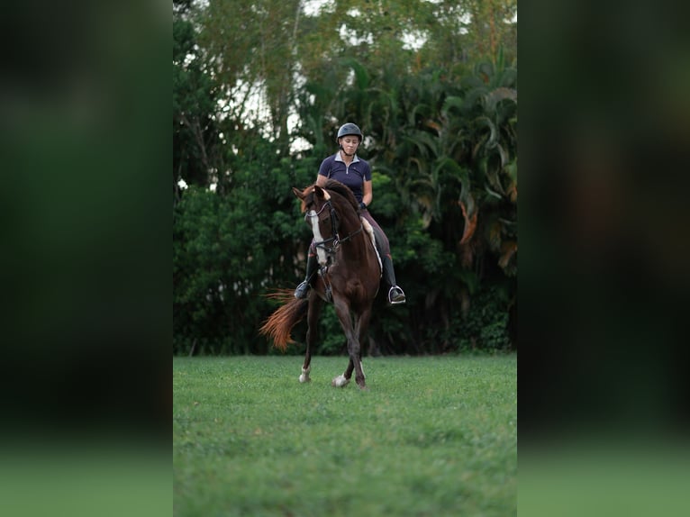 American Morgan Horse Mix Klacz 11 lat 160 cm Ciemnokasztanowata in Fort Lauderdale