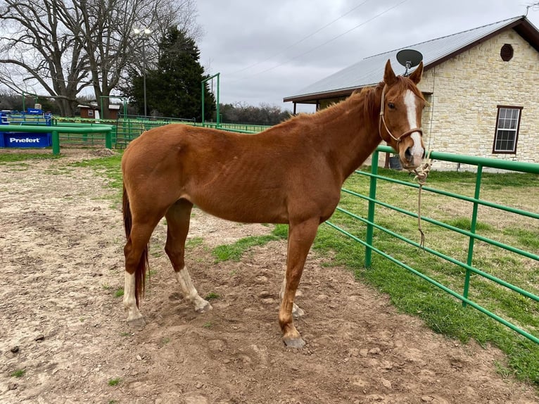 American Morgan Horse Klacz 12 lat 60 cm Gniada in AustinHouston