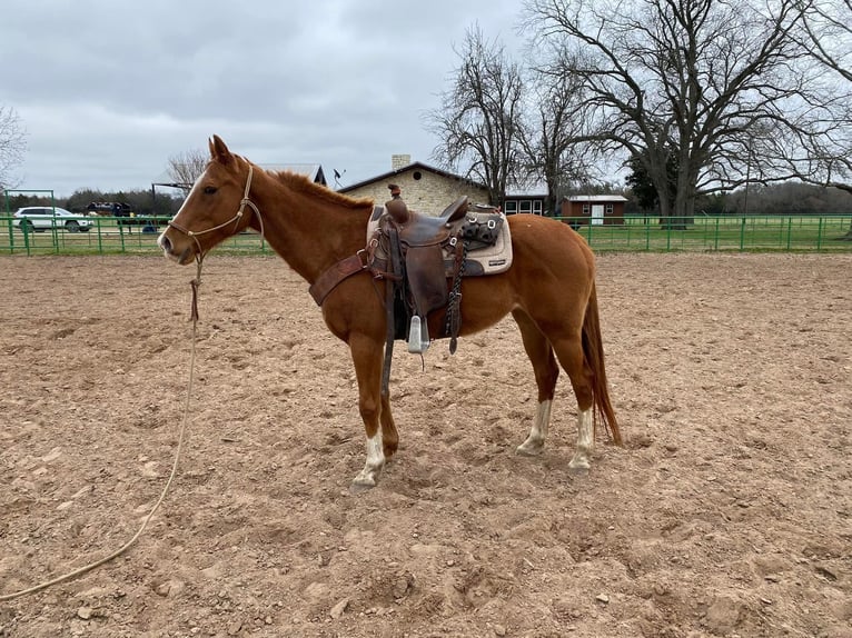 American Morgan Horse Klacz 12 lat 60 cm Gniada in AustinHouston