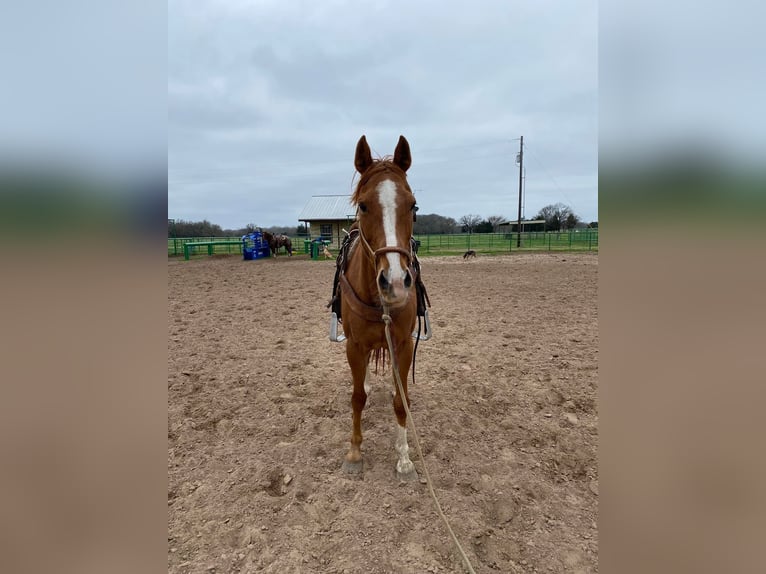 American Morgan Horse Klacz 12 lat 60 cm Gniada in AustinHouston