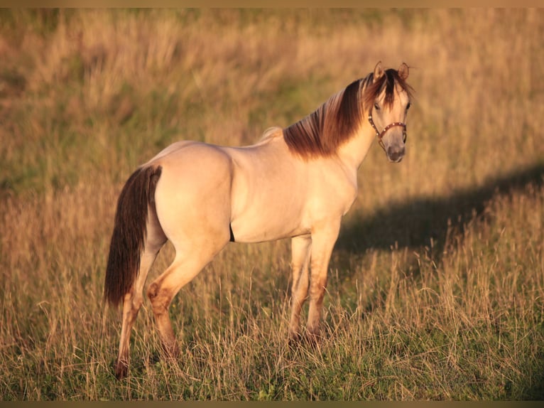 American Morgan Horse Klacz 1 Rok 150 cm Jelenia in Oberstaufen