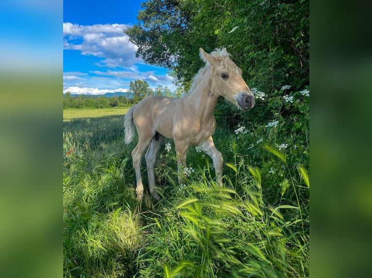 American Morgan Horse Klacz 1 Rok 152 cm Jasnogniada in Royalton