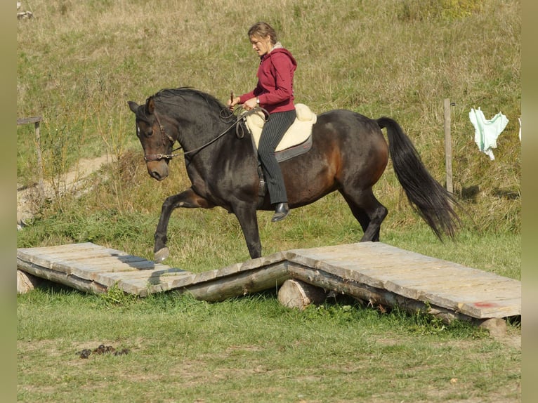 American Morgan Horse Klacz 21 lat 150 cm Gniada in Füssen