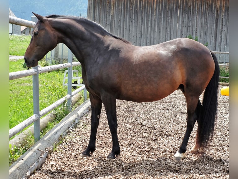 American Morgan Horse Klacz 21 lat 150 cm Gniada in Füssen
