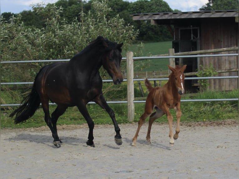 American Morgan Horse Klacz 2 lat 154 cm Kasztanowata in Nuth