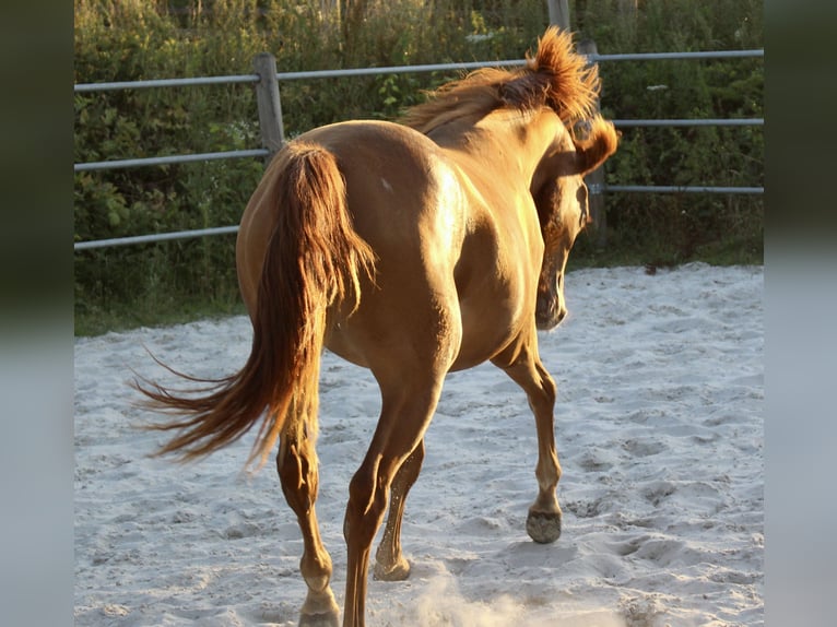 American Morgan Horse Klacz 2 lat 154 cm Kasztanowata in Nuth