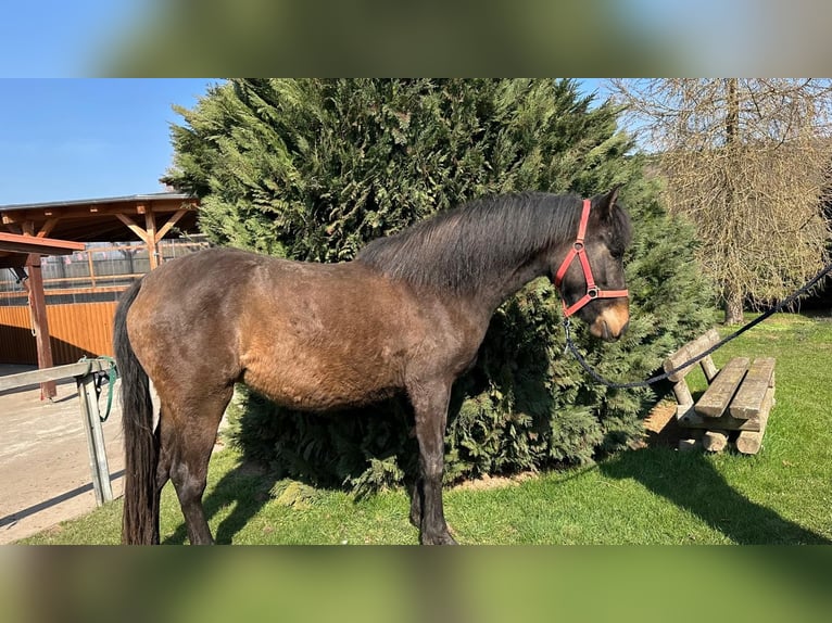 American Morgan Horse Klacz 3 lat 155 cm  in Dermbach