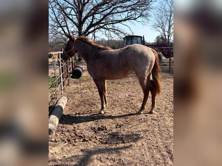 American Morgan Horse Klacz 3 lat 60 cm Może być siwy in Austin