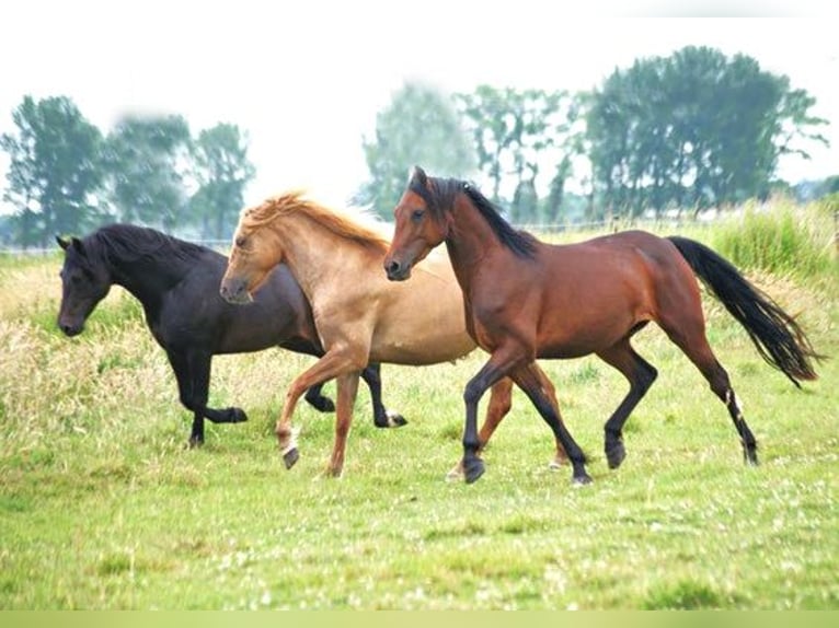 American Morgan Horse Klacz 4 lat 157 cm Gniada in Volsemenhusen