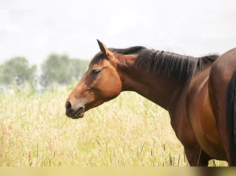 American Morgan Horse Klacz 4 lat 157 cm Gniada in Volsemenhusen