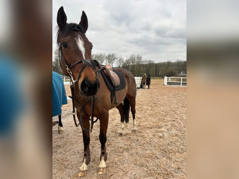 American Morgan Horse Mix Klacz 6 lat 60 cm Gniada in Austin Houston