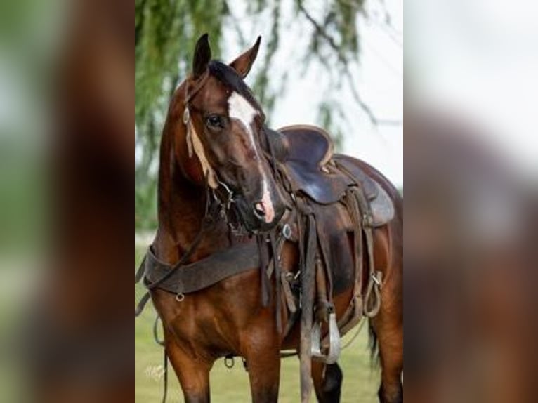 American Morgan Horse Klacz 7 lat 155 cm Gniada in Lanesboro, MN