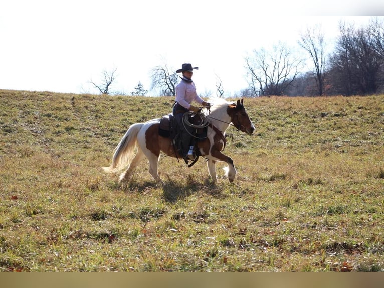 American Morgan Horse Klacz 8 lat 137 cm Jelenia in Highland MI