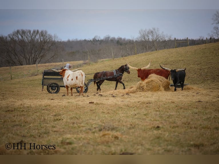 American Morgan Horse Klacz 8 lat 150 cm Gniada in Flemingsburg