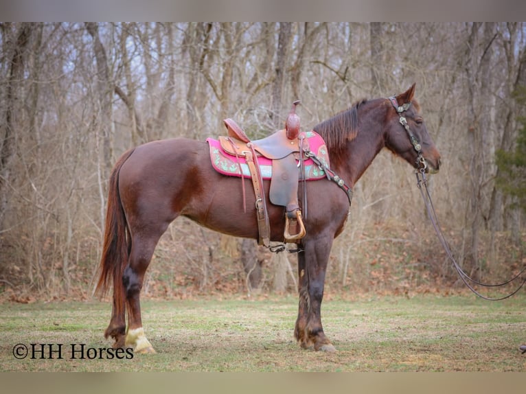 American Morgan Horse Klacz 8 lat 150 cm Gniada in Flemingsburg