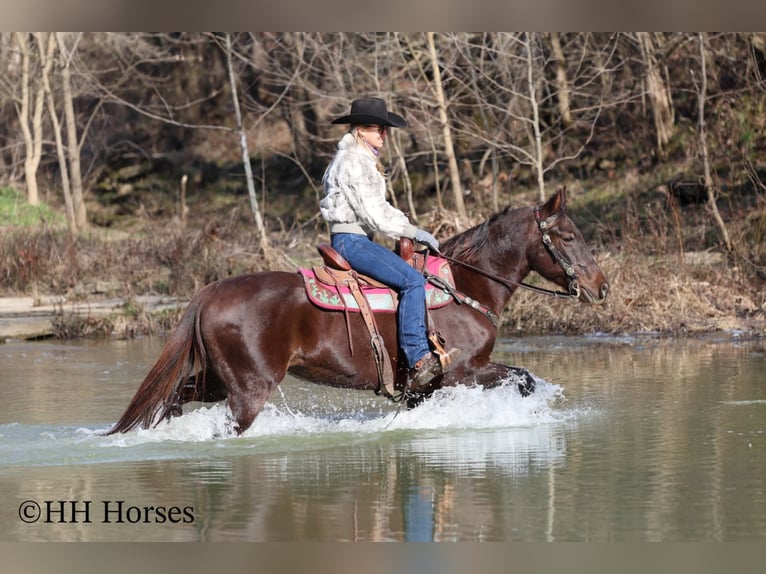 American Morgan Horse Klacz 8 lat 150 cm Gniada in Flemingsburg