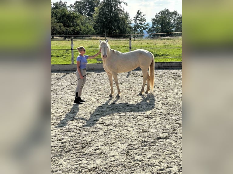 American Morgan Horse Klacz 8 lat 155 cm Perlino in Adetswil