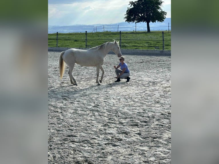 American Morgan Horse Klacz 8 lat 155 cm Perlino in Adetswil