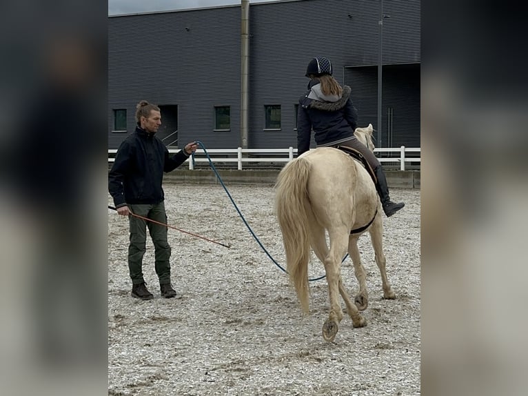 American Morgan Horse Klacz 8 lat 155 cm Perlino in Adetswil