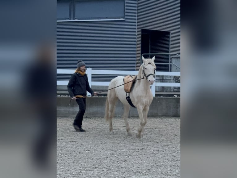 American Morgan Horse Klacz 8 lat 155 cm Perlino in Adetswil