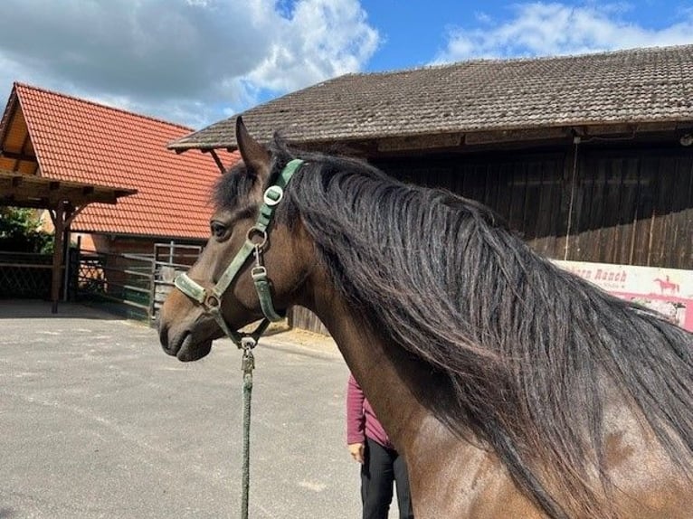 American Morgan Horse Klacz 9 lat 154 cm Ciemnogniada in Dermbach