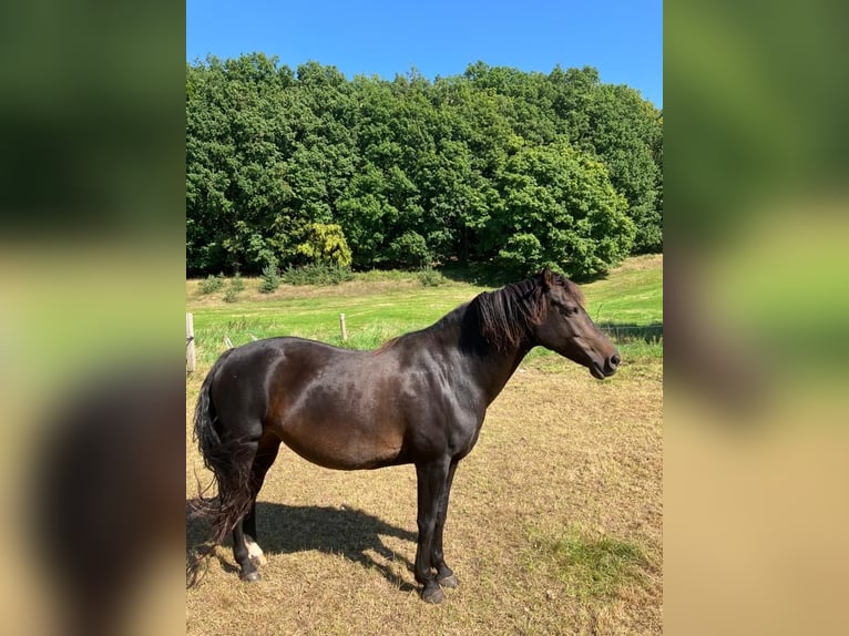 American Morgan Horse Klacz 9 lat 154 cm Ciemnogniada in Dermbach