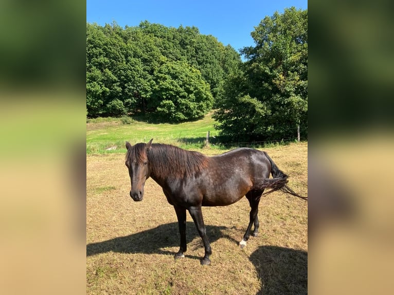 American Morgan Horse Klacz 9 lat 154 cm Ciemnogniada in Dermbach