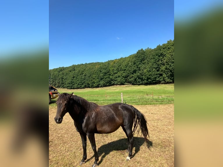 American Morgan Horse Klacz 9 lat 154 cm Ciemnogniada in Dermbach