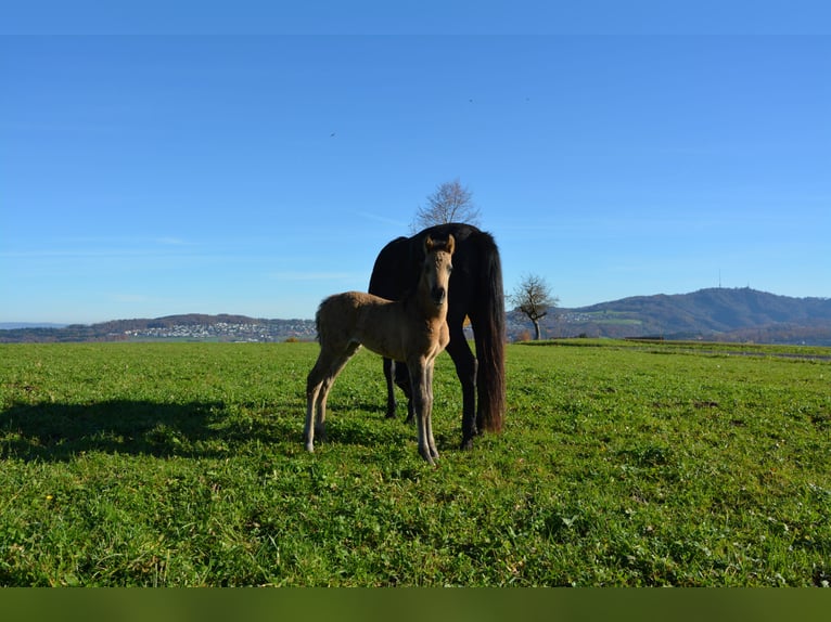 American Morgan Horse Klacz Źrebak (10/2025) 100 cm Grullo in Birmensdorf ZH