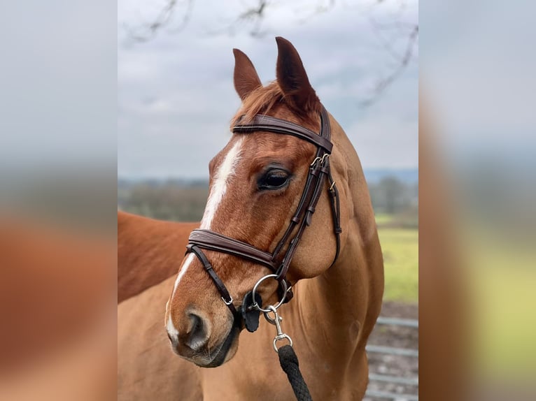 American Morgan Horse Mare 10 years 5,3 hh Brown in Austin