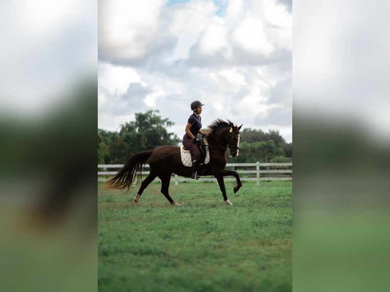 American Morgan Horse Mix Mare 11 years 15.3 hh Chestnut in Fort Lauderdale