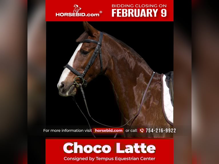 American Morgan Horse Mix Mare 11 years 15.3 hh Chestnut in Fort Lauderdale