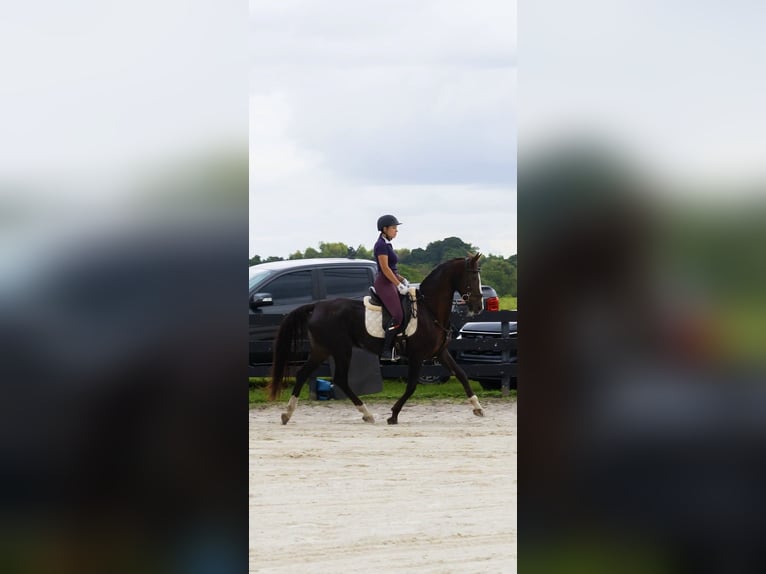 American Morgan Horse Mix Mare 11 years 15,3 hh Chestnut in Fort Lauderdale