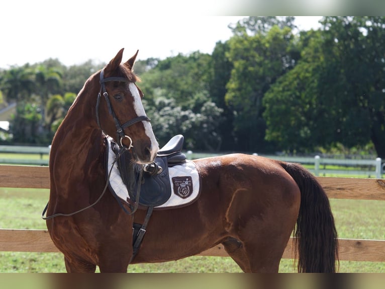 American Morgan Horse Mix Mare 11 years 15,3 hh Chestnut in Fort Lauderdale