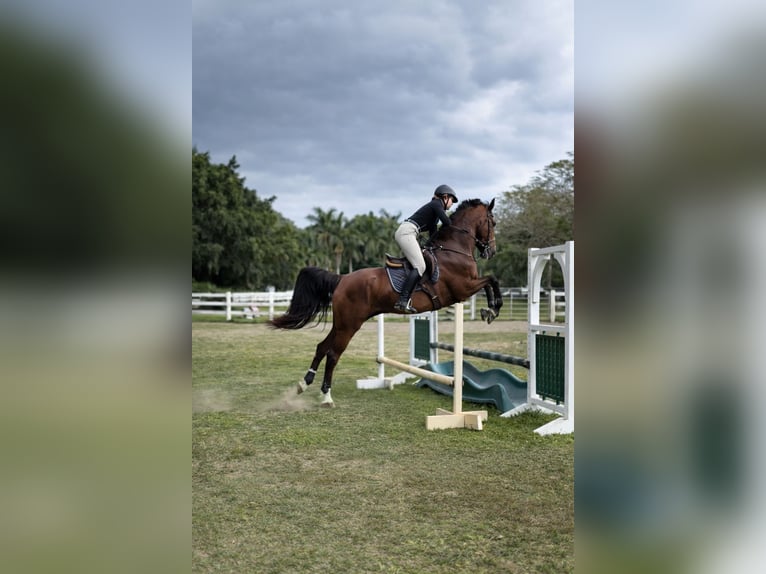 American Morgan Horse Mix Mare 11 years 15,3 hh Chestnut in Fort Lauderdale