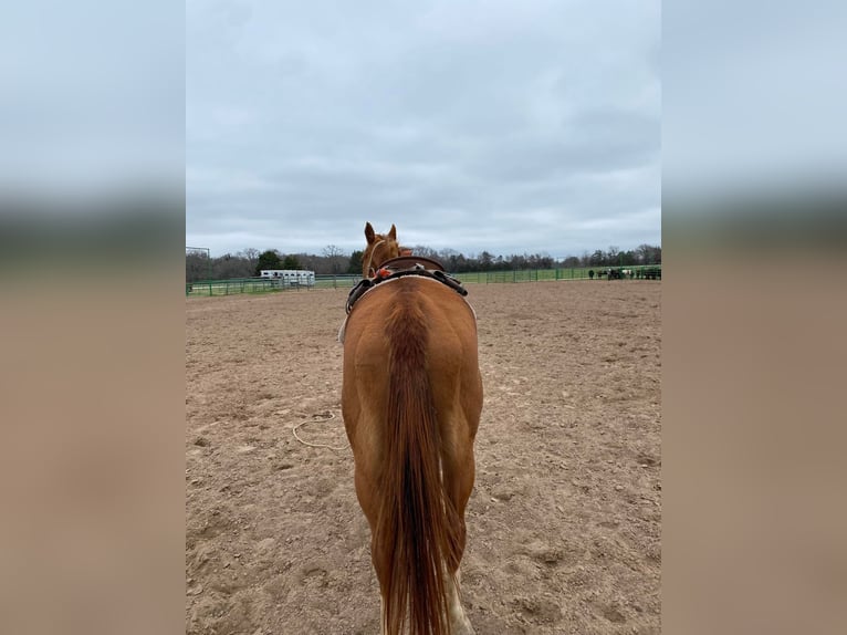 American Morgan Horse Mare 12 years 5,3 hh Brown in AustinHouston