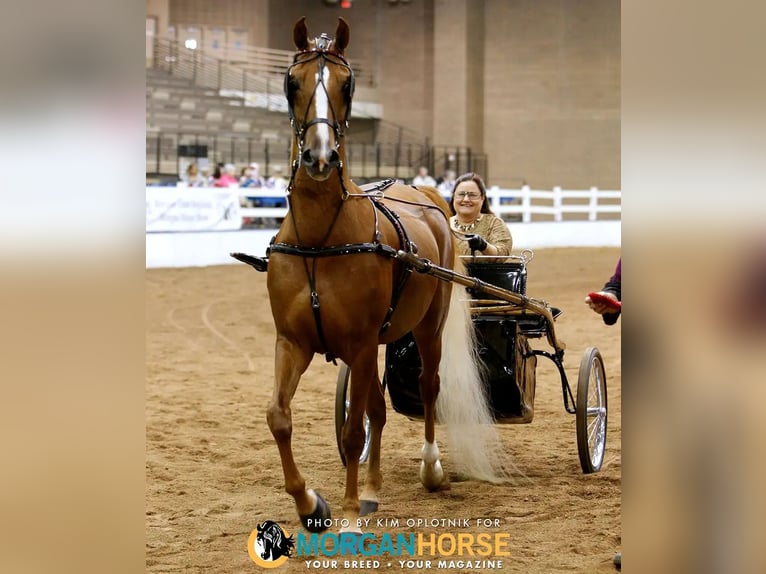 American Morgan Horse Mare 16 years 16 hh Chestnut in Wichita