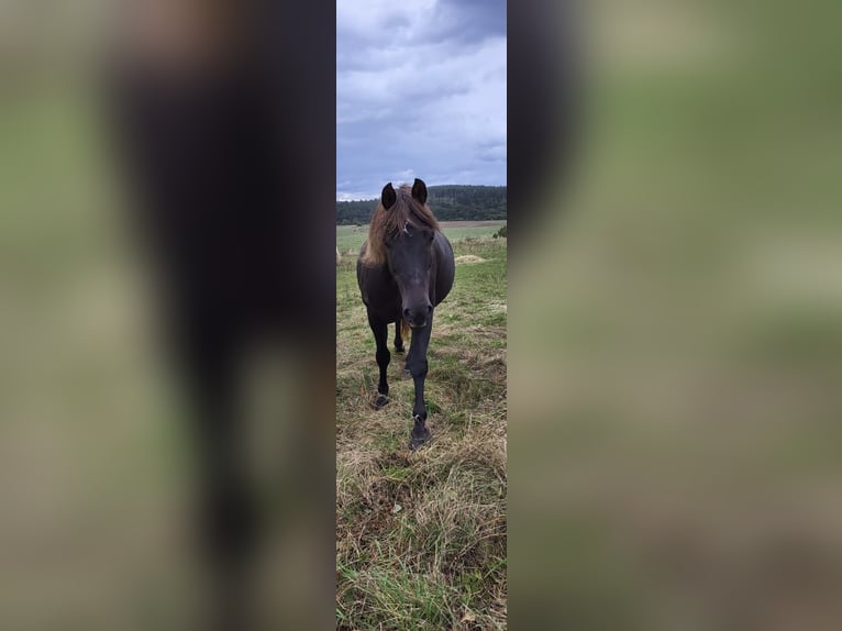 American Morgan Horse Mare 17 years 14.2 hh Chestnut in Wernshausen