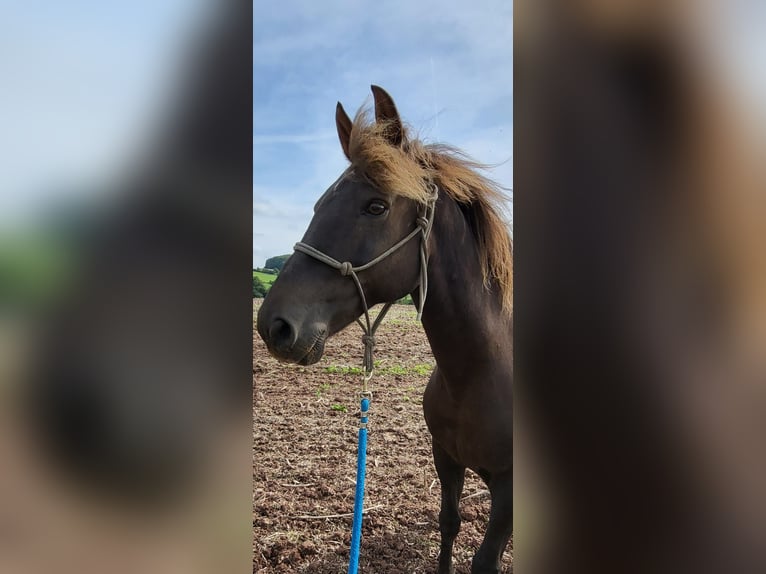 American Morgan Horse Mare 17 years 14.2 hh Chestnut in Wernshausen