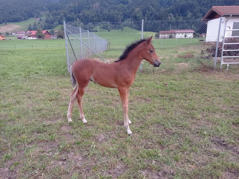 American Morgan Horse Mare 1 year 14,2 hh Bay in Oberstaufen