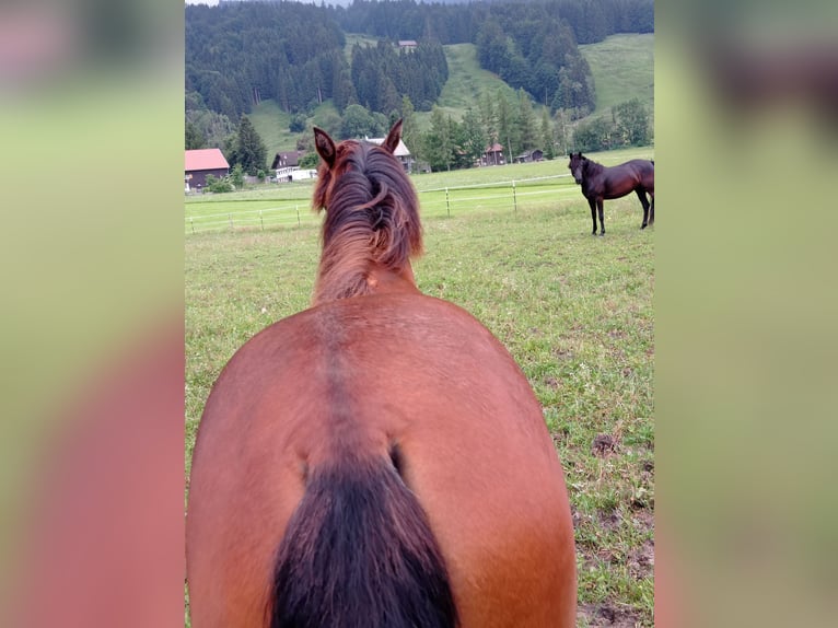 American Morgan Horse Mare 1 year 14,2 hh Bay in Oberstaufen