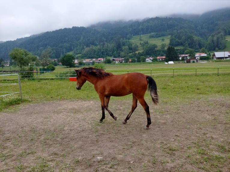 American Morgan Horse Mare 1 year 14,2 hh Bay in Oberstaufen